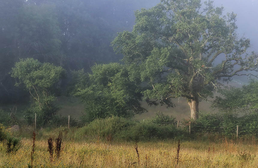 Oak Tree in mist